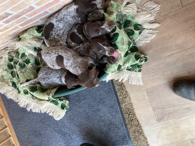onze kennel