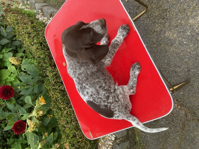 onze kennel
